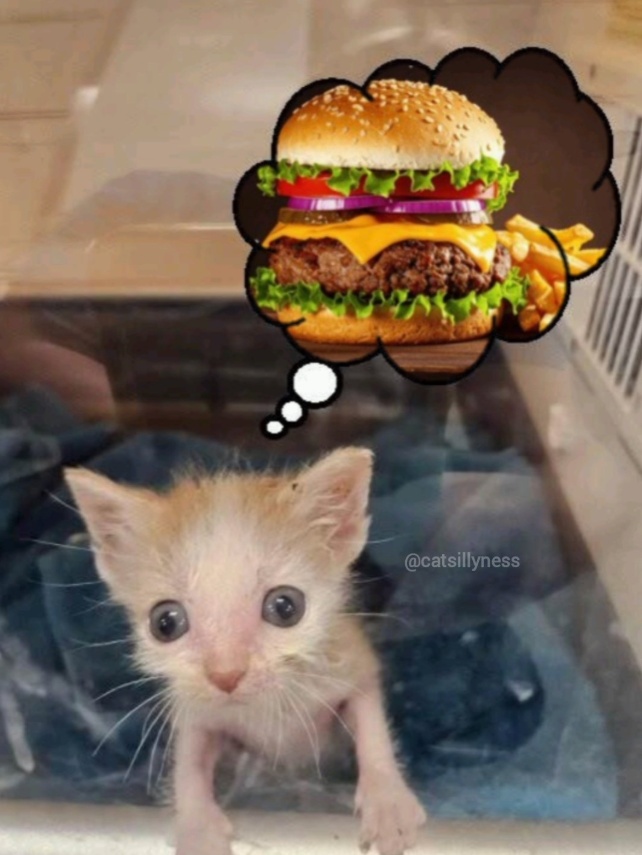 @catsillyness