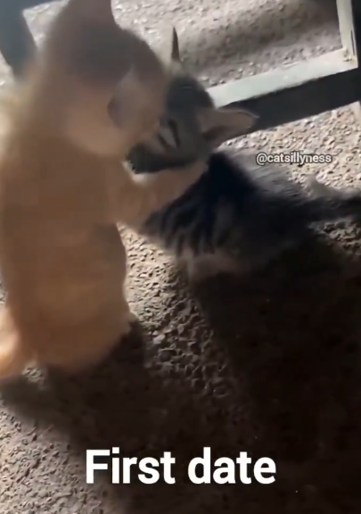 @catsillyness First date