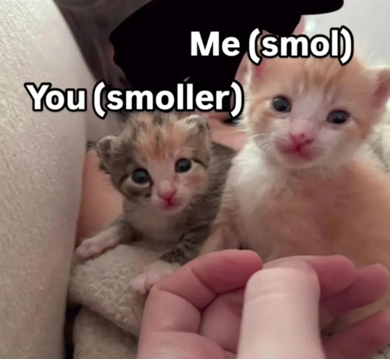 Me (smol) You (smoller)