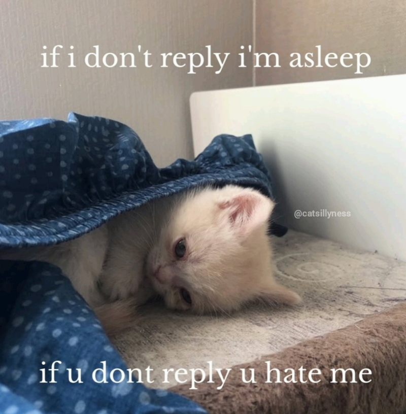 if i don't reply i'm asleep @catsillyness if u dont reply u hate me