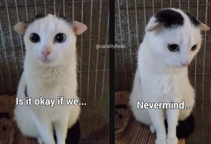 @catsillyness Is it okay if we... Nevermind...