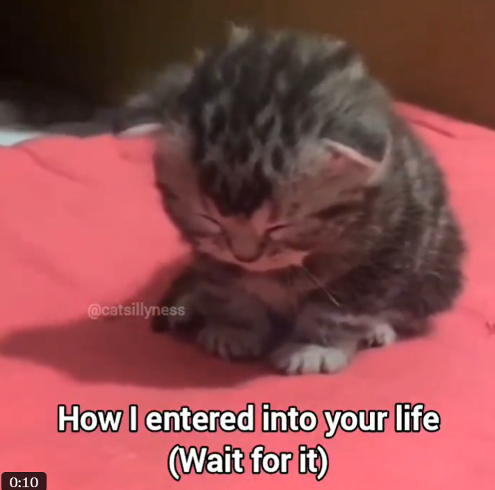0:10 @catsillyness How I entered into your life (Wait for it)