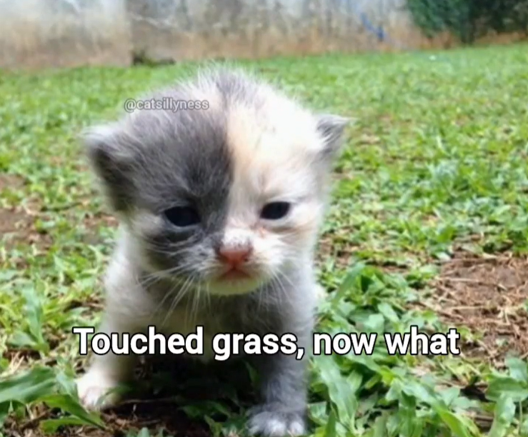 @catsillyness Touched grass, now what