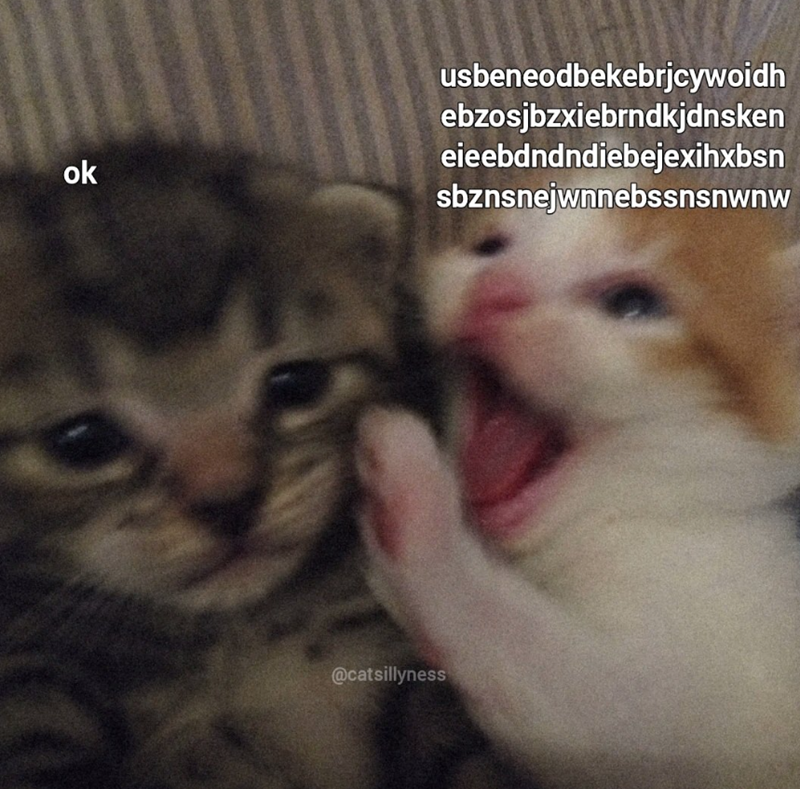usbeneodbekebrjcywoidh ebzosjbzxiebrndkjdnsken ok eieebdndndiebejexihxbsn sbznsnejwnnebssnsnwnw @catsillyness