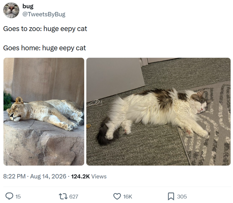bug @Tweets ByBug Goes to zoo: huge eepy cat Goes home: huge eepy cat 8:22 PM - Aug 14, 2026 124.2K Views 15 1627 16K ☐ 305