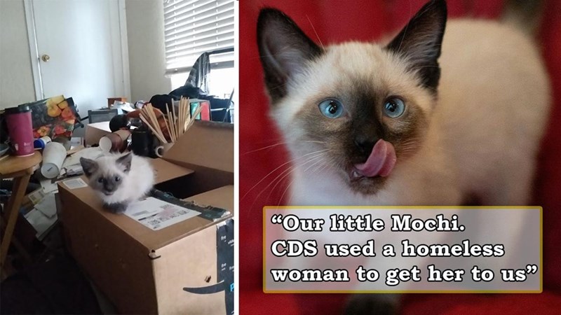"Our little Mochi. CDS used a homeless woman to get her to us"