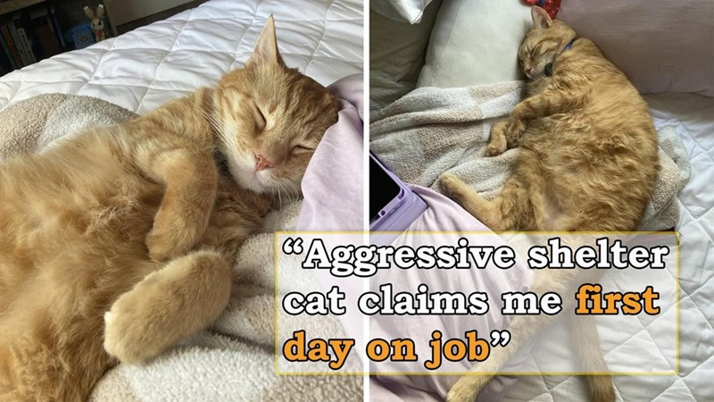 "Aggressive shelter cat claims me first day on job"