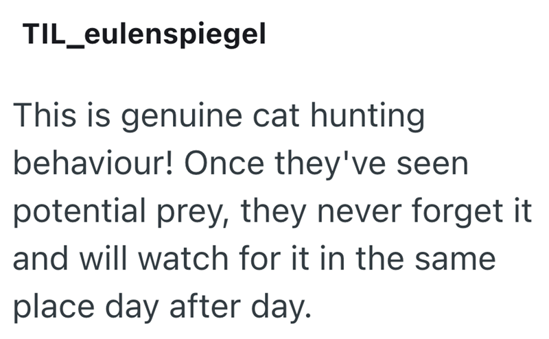 TIL_eulenspiegel This is genuine cat hunting behaviour! Once they've seen potential prey, they never forget it and will watch for it in the same place day after day.