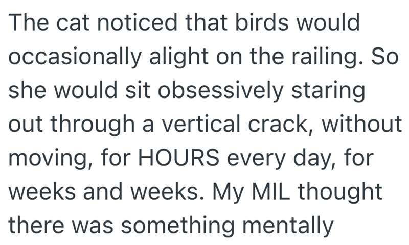 The cat noticed that birds would occasionally alight on the railing. So she would sit obsessively staring out through a vertical crack, without moving, for HOURS every day, for weeks and weeks. My MIL thought there was something mentally