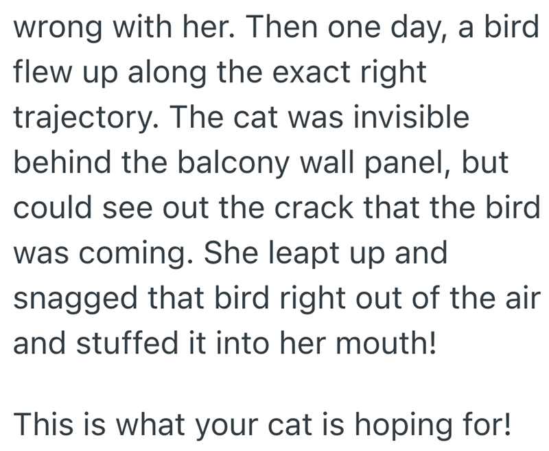 wrong with her. Then one day, a bird flew up along the exact right trajectory. The cat was invisible behind the balcony wall panel, but could see out the crack that the bird was coming. She leapt up and snagged that bird right out of the air and stuffed it into her mouth! This is what your cat is hoping for!
