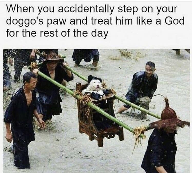 When you accidentally step on your doggo's paw and treat him like a God. for the rest of the day