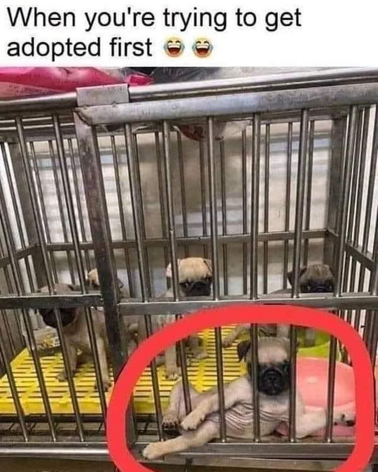 When you're trying to get adopted first ☺