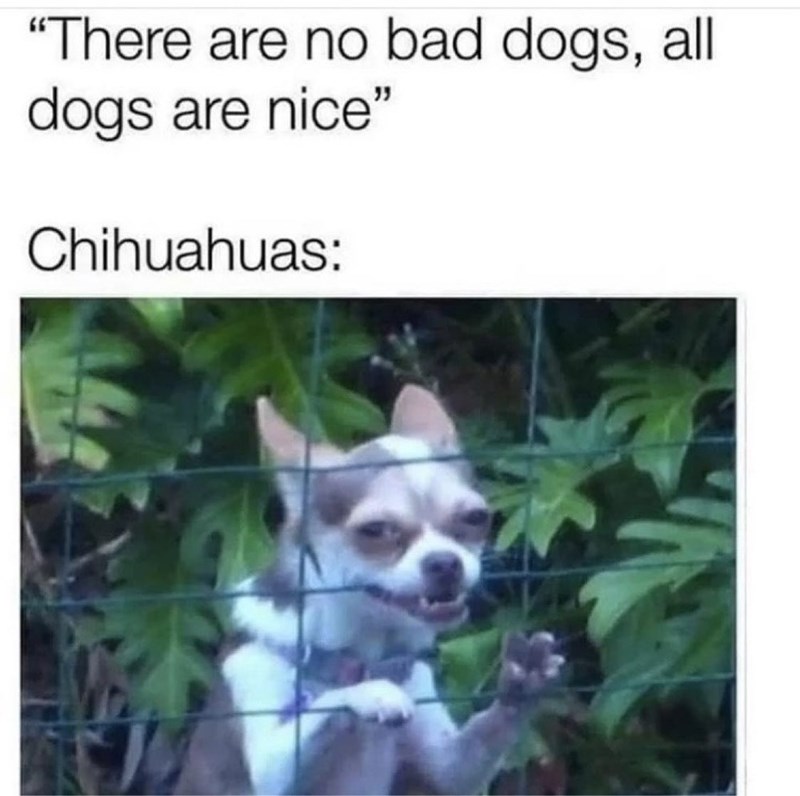 "There are no bad dogs, all dogs are nice" Chihuahuas: