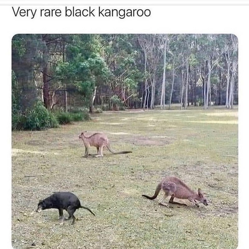 Very rare black kangaroo