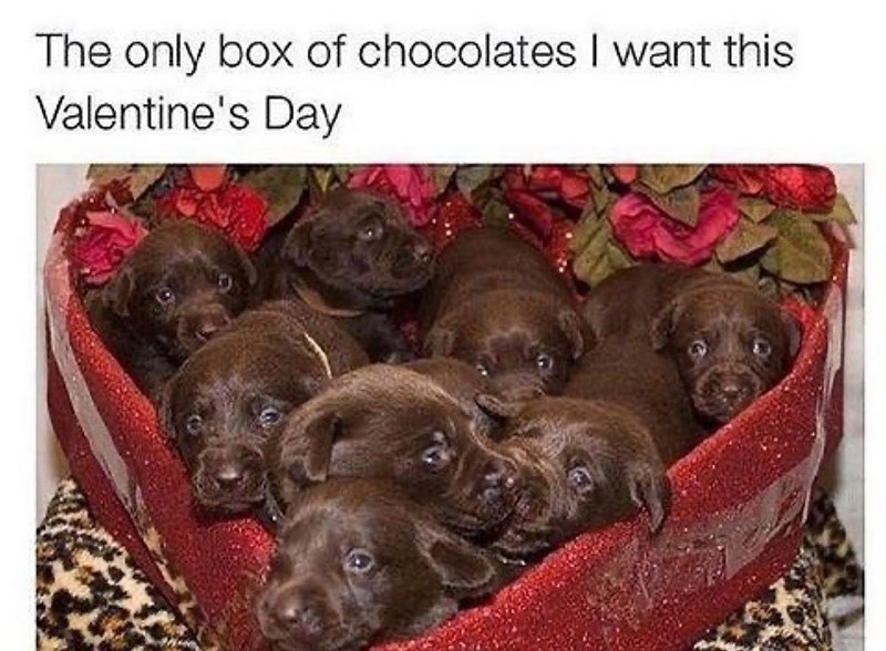 The only box of chocolates I want this Valentine's Day