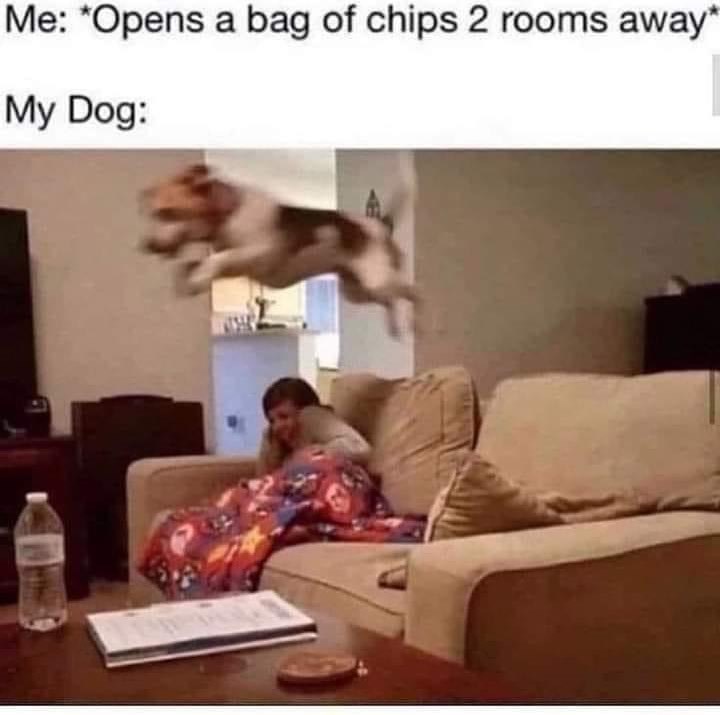 Me: *Opens a bag of chips 2 rooms away* My Dog: