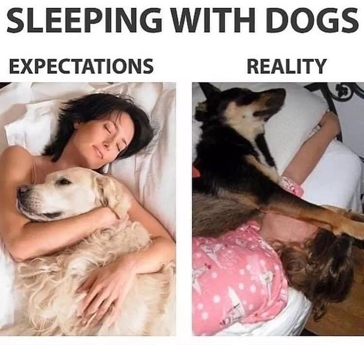SLEEPING WITH DOGS EXPECTATIONS REALITY