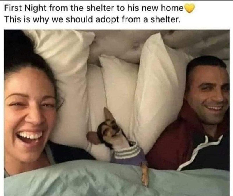 First Night from the shelter to his new home This is why we should adopt from a shelter.