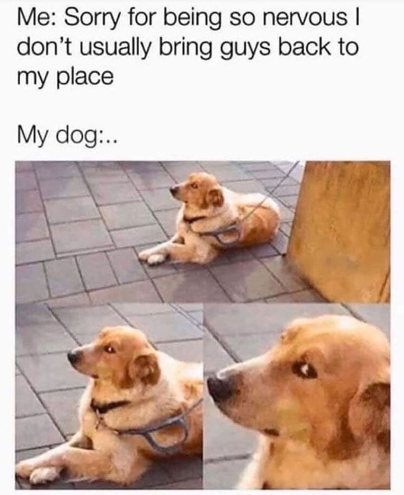 Me: Sorry for being so nervous I don't usually bring guys back to my place My dog:..