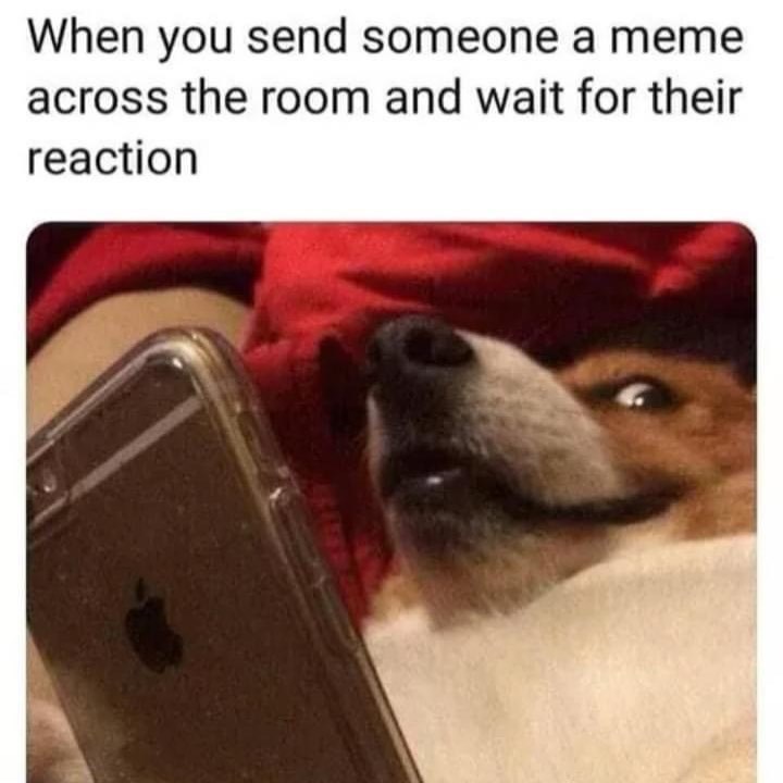 When you send someone a meme across the room and wait for their reaction