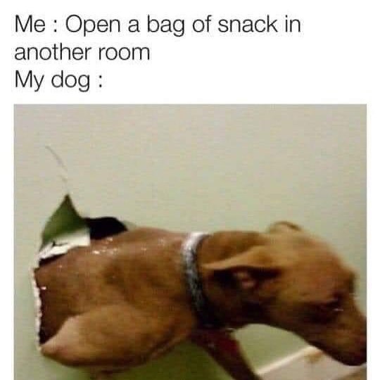 Me: Open a bag of snack in another room My dog: