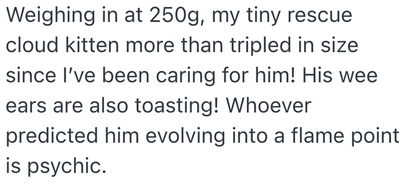 Weighing in at 250g, my tiny rescue cloud kitten more than tripled in size since I've been caring for him! His wee ears are also toasting! Whoever predicted him evolving into a flame point is psychic.