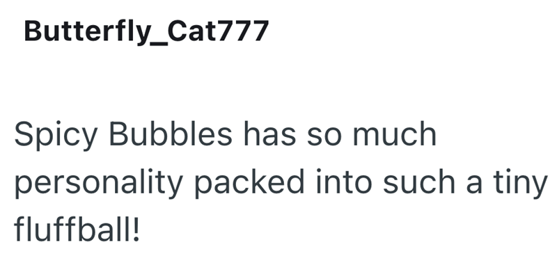 Butterfly_Cat777 Spicy Bubbles has so much personality packed into such a tiny fluffball!