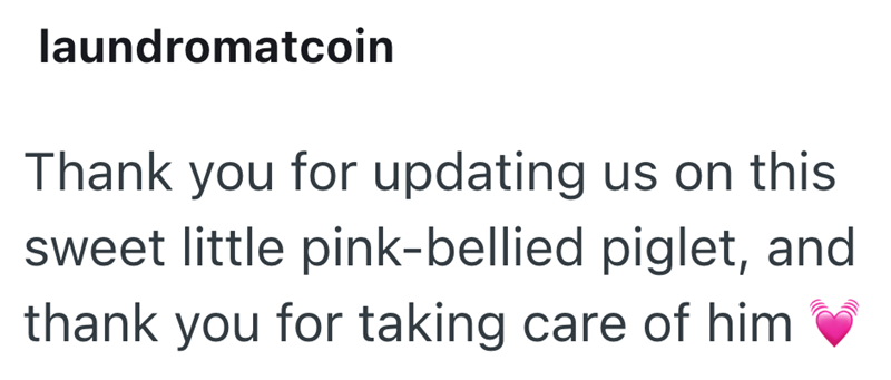laundromatcoin Thank you for updating us on this sweet little pink-bellied piglet, and thank you for taking care of him