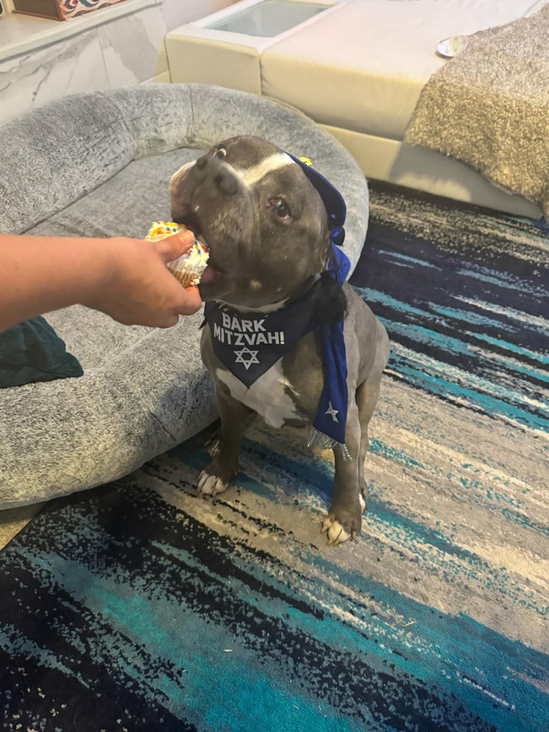 BARK MITZVAH! EX