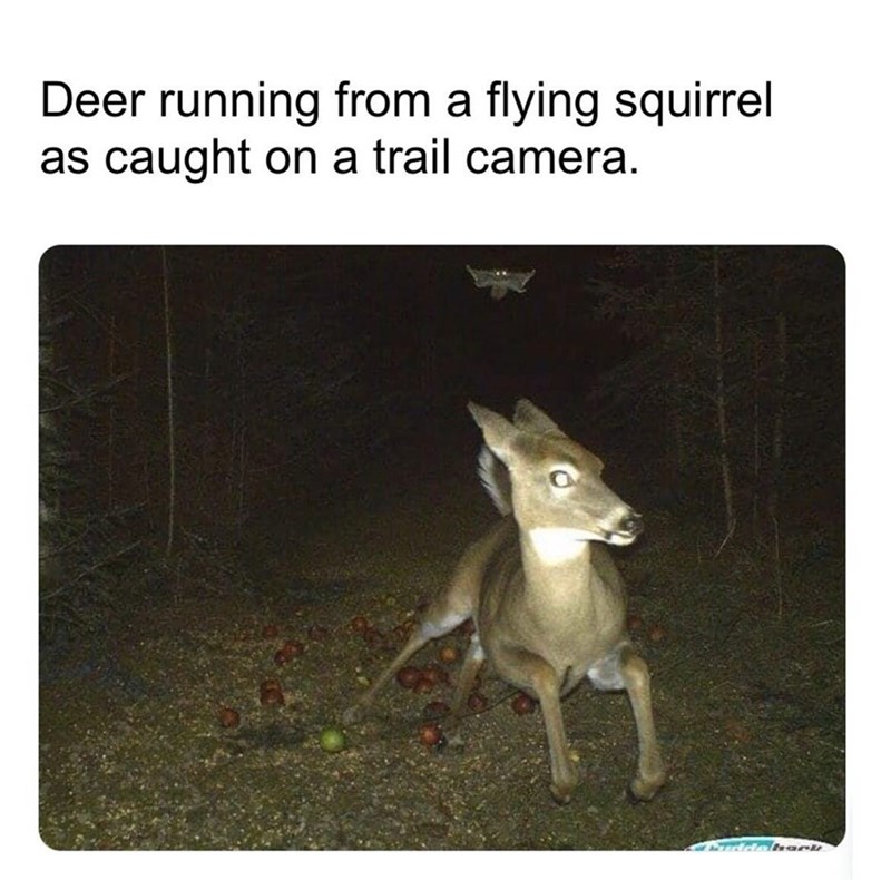 Deer running from a flying squirrel as caught on a trail camera. Adabark