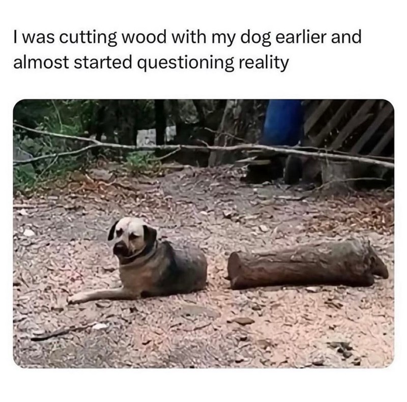 I was cutting wood with my dog earlier and almost started questioning reality