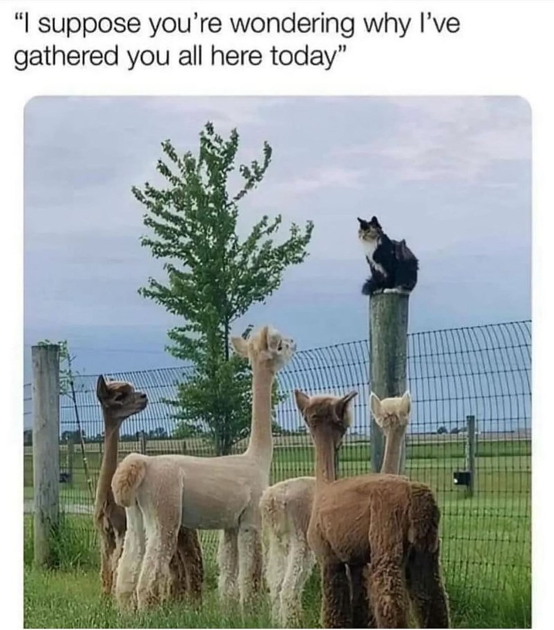 "I suppose you're wondering why I've gathered you all here today"