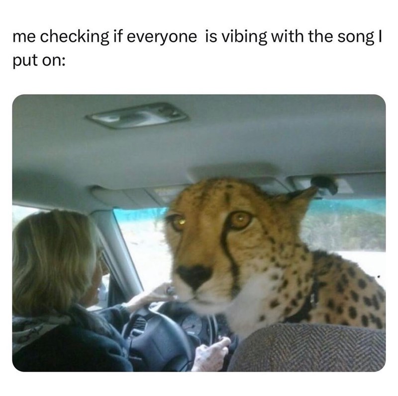 me checking if everyone is vibing with the song I put on: