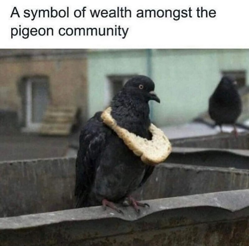 A symbol of wealth amongst the pigeon community