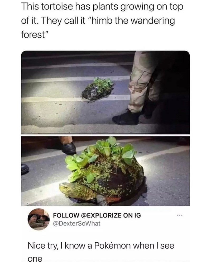 This tortoise has plants growing on top of it. They call it "himb the wandering forest" FOLLOW @EXPLORIZE ON IG @DexterSoWhat Nice try, I know a Pokémon when I see one