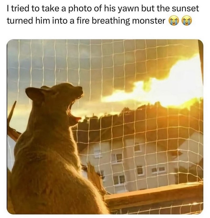 I tried to take a photo of his yawn but the sunset turned him into a fire breathing monster