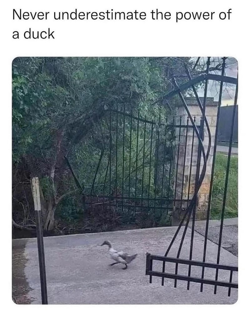 Never underestimate the power of a duck