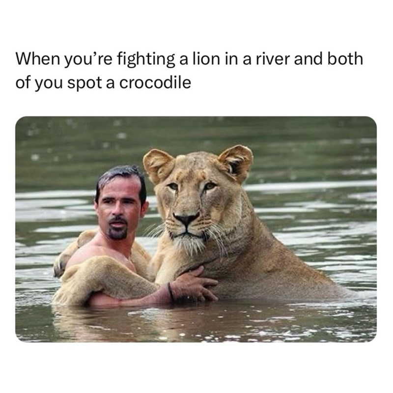 When you're fighting a lion in a river and both. of you spot a crocodile