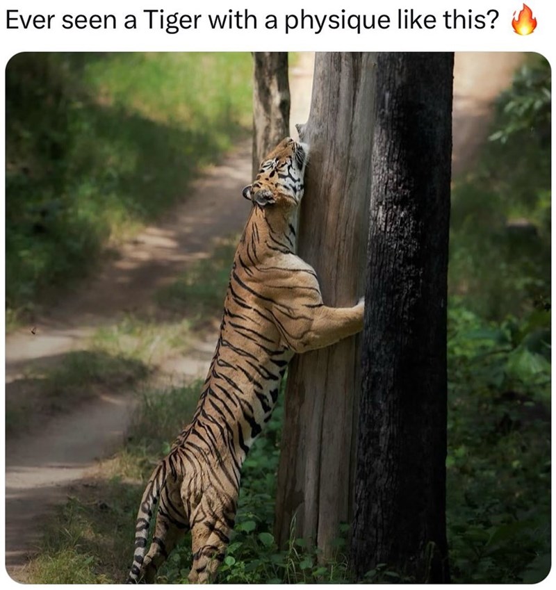 Ever seen a Tiger with a physique like this?