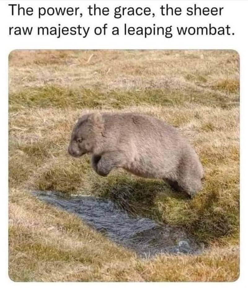 The power, the grace, the sheer raw majesty of a leaping wombat.