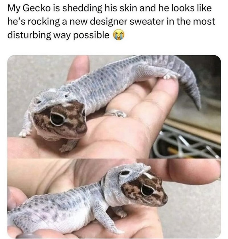 My Gecko is shedding his skin and he looks like he's rocking a new designer sweater in the most disturbing way possible
