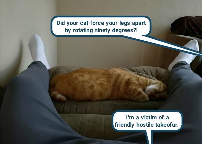 Did your cat force your legs apart by rotating ninety degrees?! I'm a victim of a friendly hostile takeofur.