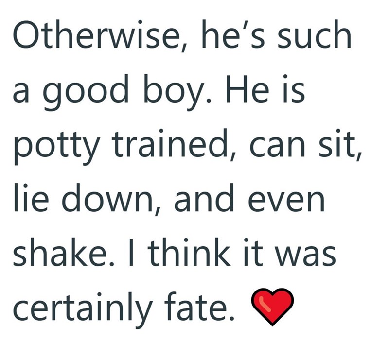 Otherwise, he's such a good boy. He is potty trained, can sit, lie down, and even shake. I think it was certainly fate.