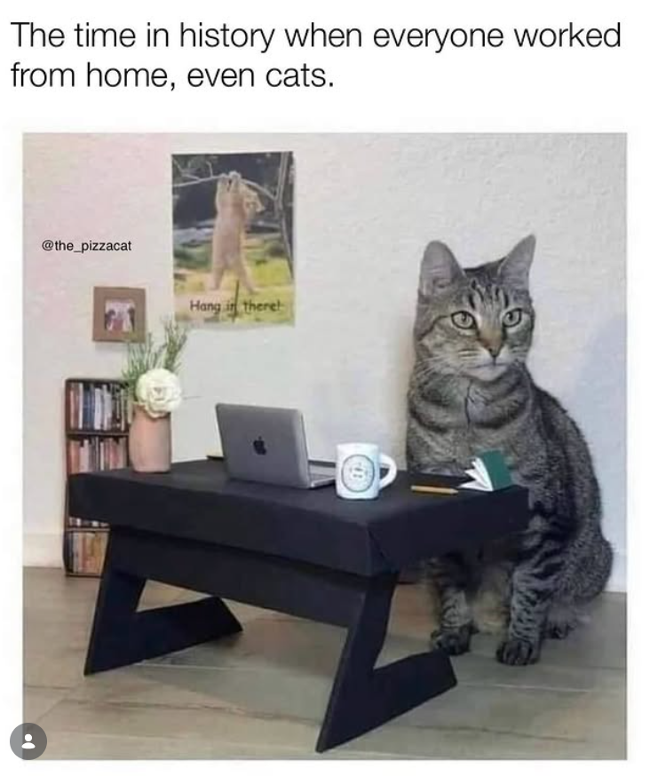 The time in history when everyone worked from home, even cats. @the_pizzacat Hang in therel