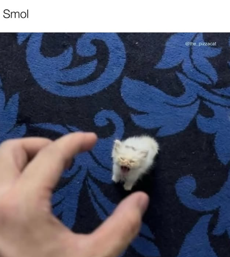 Smol @the_pizzacat