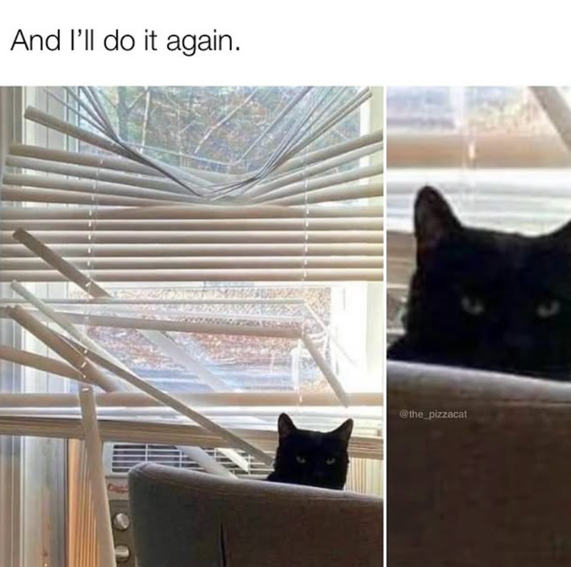 And I'll do it again. @the_pizzacat