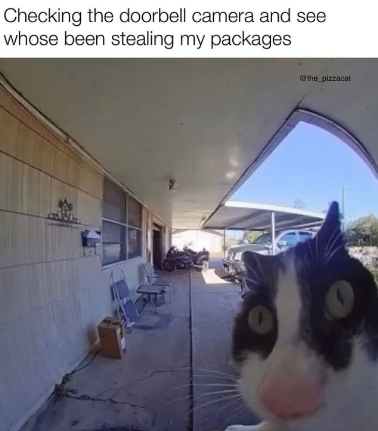 Checking the doorbell camera and see whose been stealing my packages @the_pizzacat