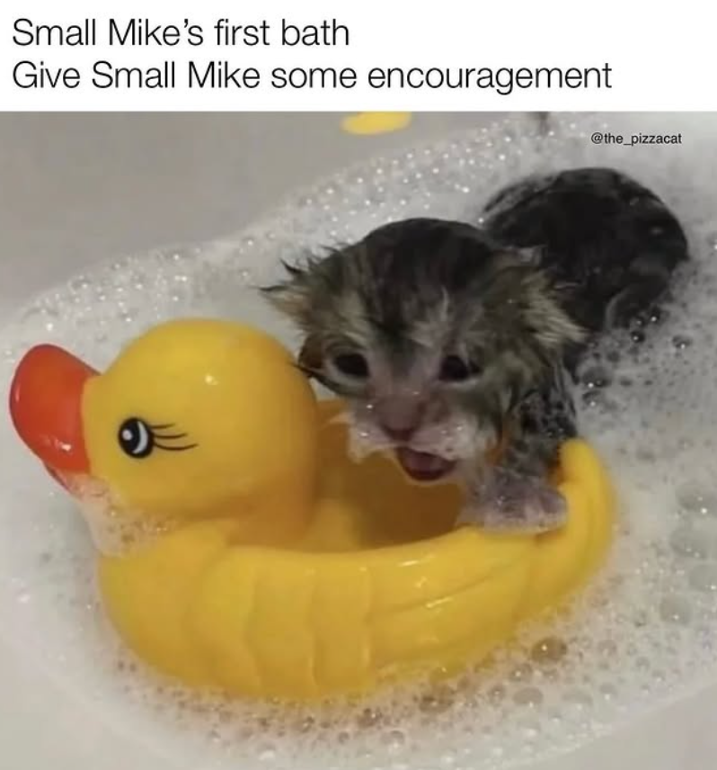 Small Mike's first bath Give Small Mike some encouragement 야 @the_pizzacat