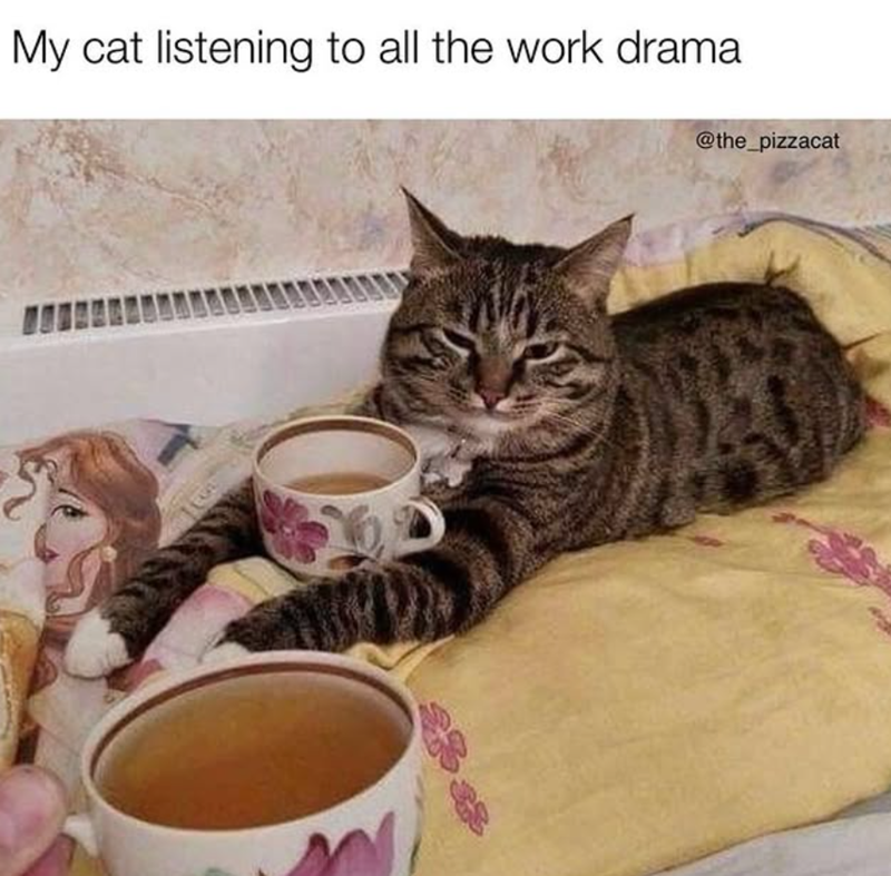 My cat listening to all the work drama @the_pizzacat