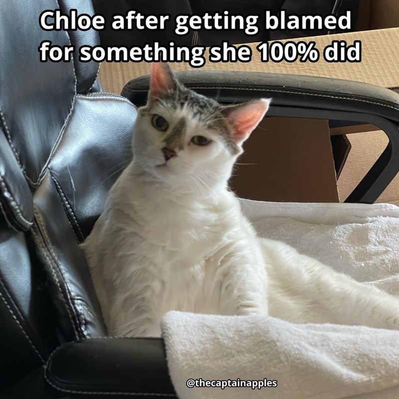 Chloe after getting blamed for something she 100% did @thecaptainapples